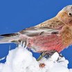 Gray-crowned Rosy-Finch